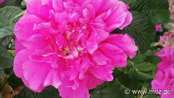 Blumen in der Uckermark: Warum nahe Tantow bei Schwedt 300 Sorten Bio-Rosen für ganz Europa gepflanzt werden - Märkische Onlinezeitung