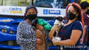 Itapevi realiza 10 mil castrações de cães e gatos - L10 notícias