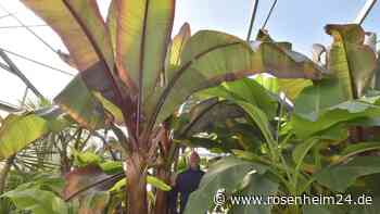 Stadtgärtnerei bringt den Frühling nach Rosenheim: Über 100 Pflanzenkübel für die Innenstadt