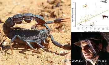 Indiana Jones was right! Smaller species of scorpions ARE more deadly than larger ones