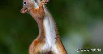 Blende 2021: Die Bundessieger des stehen fest - Mindener Tageblatt