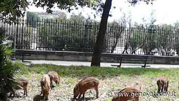 Peste suina: due nuovi casi a Busalla, il totale sale a cento - GenovaToday