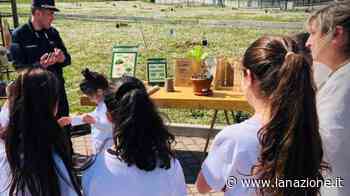Cento piante nel giardino di scuola L’iniziativa "Un albero per il futuro" - LA NAZIONE