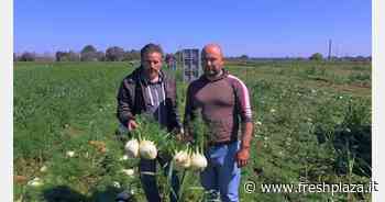 Finocchi: quotazioni al produttore giù del 70 per cento, ma il mercato è vivace - Freshplaza.it