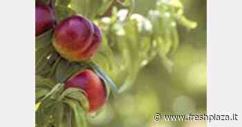 "Il gelo danneggia oltre l'80 per cento delle colture frutticole a Lleida" - Freshplaza.it
