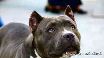 Il rapinatore che aizza il pitbull contro le vittime