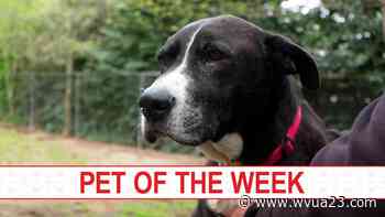Pet of the Week, April 19, 2022: Meet Dudley - wvua23.com