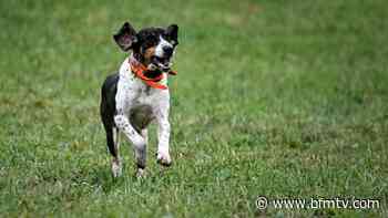 Nice classée meilleure ville de France pour vivre avec son chien - BFMTV