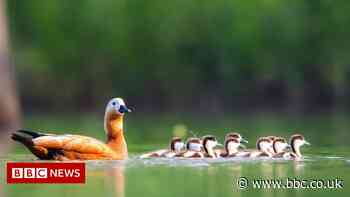 Many protected areas do not benefit wildlife, study says