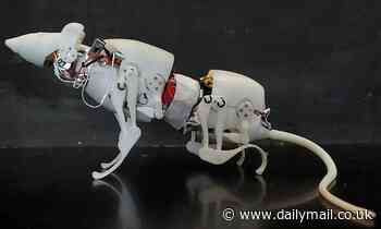 Forget robotic dogs! Scientists develop a robotic RAT that could help in search and rescue missions