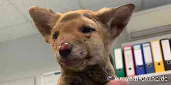 Vier Wochen alter Fuchs bei privatem Osterfeuer fast verbrannt