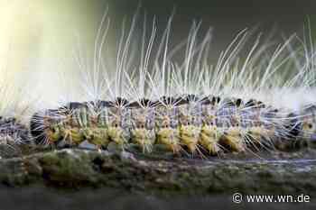 Stadt setzt Biozid gegen Raupen ein