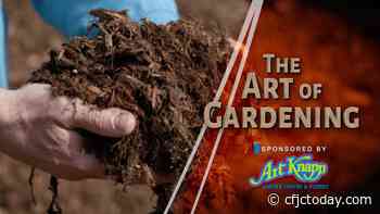 Art of Gardening – Mulch, Soils & Compost - CFJC Today Kamloops