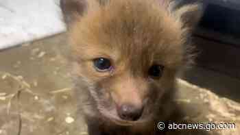 WATCH:  Rescued fox cubs tour their new home at sanctuary