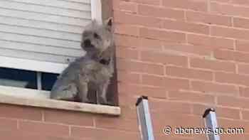WATCH:  Dog rescued from window ledge by police officer