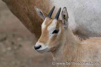 Zoo to receive Queen's Award for conservation achievements - Barrhead News