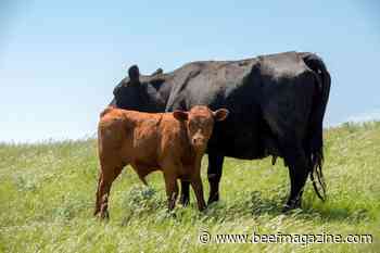 MU Extension suggests new estrus synchronization protocol