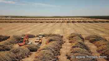 Dry Weather Forecast Calls For Higher Food Prices—And Billions In Farm Losses - Forbes
