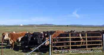 Cattle health webinars now online