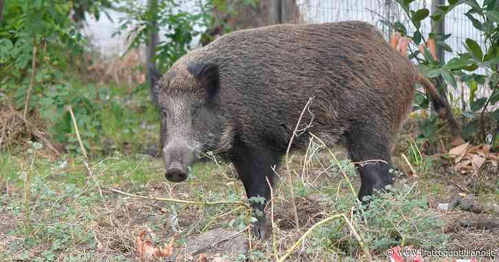 Imperia, il sindaco di un piccolo comune condannato per caccia di frodo e porto illegale di armi