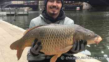 An old favorite of the Chicago River, the common carp, still have 'Big Shoulders' downtown - Chicago Sun-Times