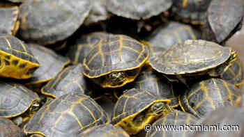 South Florida ‘Lizard King' Gets 7 Months for Trafficking Turtles