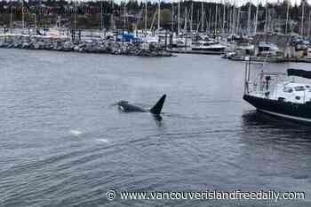 Video: Orcas swimming in Comox Marina – Vancouver Island Free Daily - vancouverislandfreedaily.com