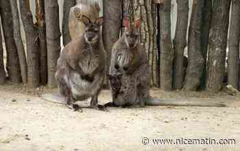 L'appel d'une élue d'opposition écolo niçoise pour sauver le zoo de Kharkiv