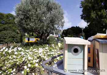 A Menton, des oiseaux pour venir à bout des chenilles processionnaires