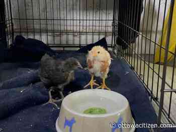 No livestock in the 'burbs, bylaw reminds after seizing pair of chicks