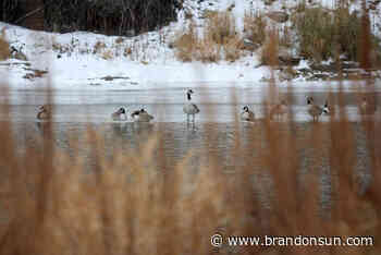 Stormy forecast prompts flood warning for parts of province - The Brandon Sun