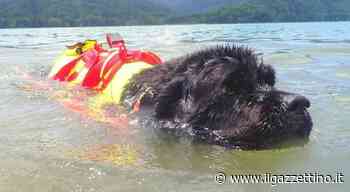 Addio a Reef, il cane bagnino eroe del Garda protagonista del film Superpower Dogs - ilgazzettino.it