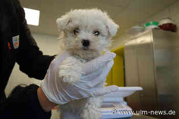 Veterinäramt beschlagnahmt verwahrlosten Welpen