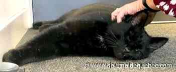 Royaume-Uni: cinq après sa disparition, un chat retrouvé sur une plateforme offshore