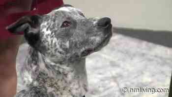 Bring home Oliver from Animal Humane New Mexico - NMLiving