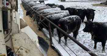 Saskatchewan snowstorm contributing to stressful calving season - Global News