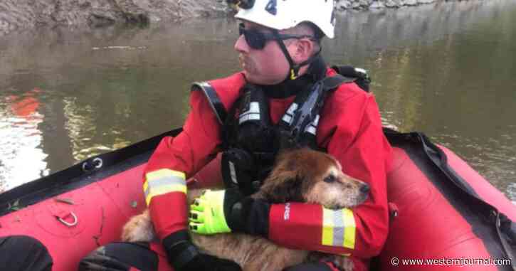 Frantic Owner Calls 911 as 16-Year-Old Dog Is Swept Away by Cold River