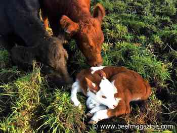TechMix granted patent for Calf Perk