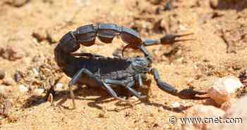 Scientists Prove Indiana Jones Right: Smaller Scorpions Are Deadlier     - CNET