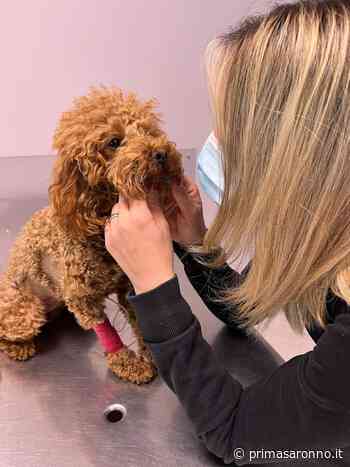 Gerenzano, quasi 3mila euro raccolti per curare il cane azzannato - Prima Saronno