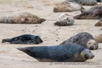 Seals kicked and stoned in spate of incidents across UK - The Bolton News