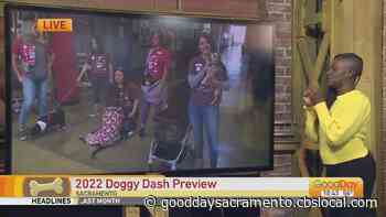 Doggy Dash Preview! - Good Day Sacramento