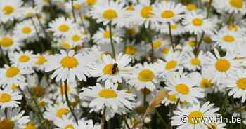 Vijfde editie van Bijensymposium strijkt neer in Open Huis - Het Laatste Nieuws