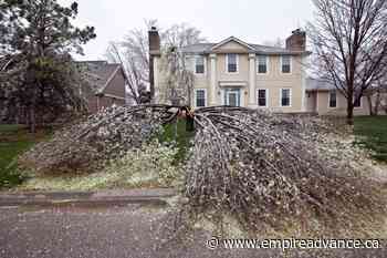 Callery pears: An invader 'worse than murder hornets!' - Virden Empire Advance