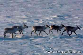 Ottawa making good on pledge to unilaterally protect Quebec caribou: minister - Virden Empire Advance