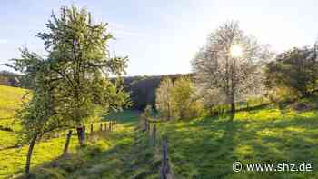 Gastbeitrag aus Schenefeld: Deswegen ist Gerhard Manthei für Baumpflanzaktionen | shz.de - shz.de