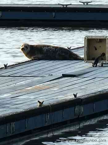 Video: Sunbathing seal spotted twice on New Baltimore dock - Times Union