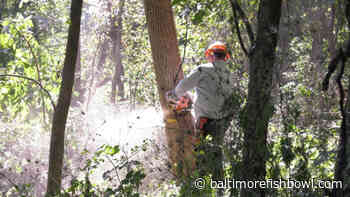As Stillmeadow PeacePark grows healthier in southwest Baltimore, community builds on its promise - Baltimore Fishbowl