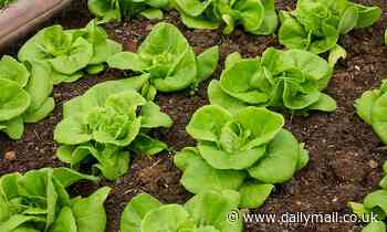 Organic leafy vegetables could be harbouring harmful bacteria such as salmonella, study warns