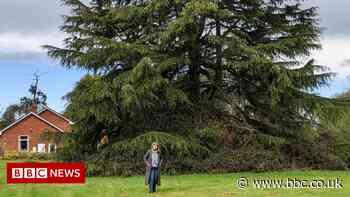 Anger over removing 'majestic' tree for houses in Coventry